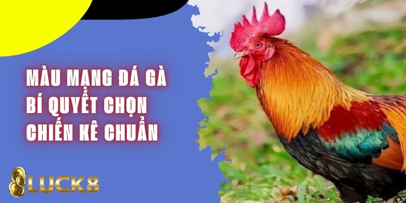 Màu Mạng Đá Gà - Liên Kết Giữa Ngũ Hành Và Tính Cách Chiến Kê